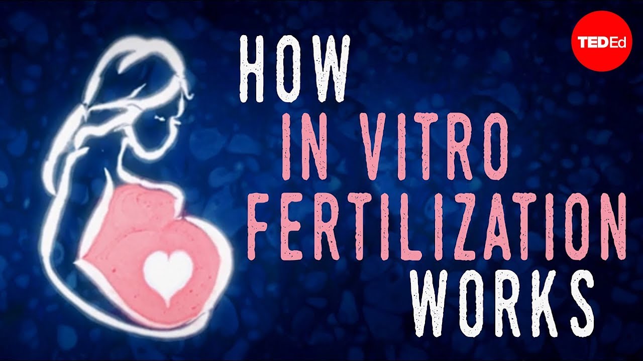 How In Vitro Fertilization Works